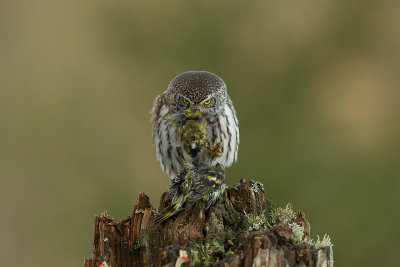 Eurasian Pygmy Owl - Spurveugle