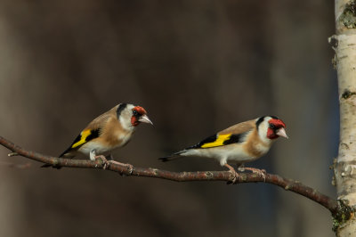 European goldfinch. Stillits