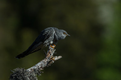 Common Cuckoo. Gjk