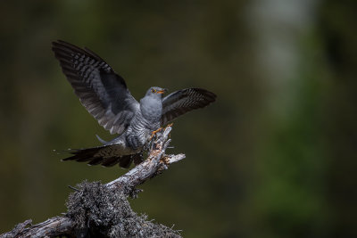 Common Cuckoo. Gjk