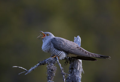 Common Cuckoo. Gjk