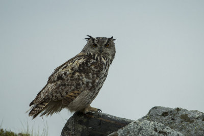 Eurasian Eagle-Owl. Hubro