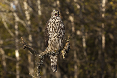 Northern Goshawk. Hnsehauk