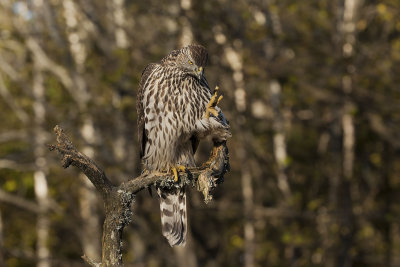 Northern Goshawk. Hnsehauk