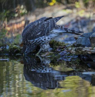 Northern Goshawk. Hnsehauk