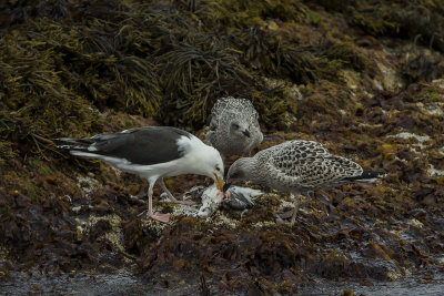 Great black-backed gull. Svartbak