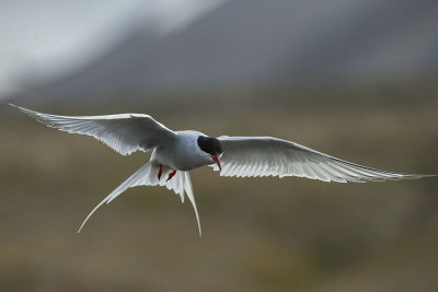 Arctic Tern. Rdnebbterne