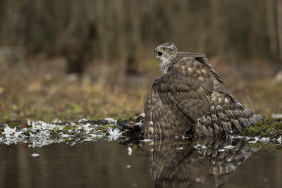 Northern Goshawk. Hnsehauk