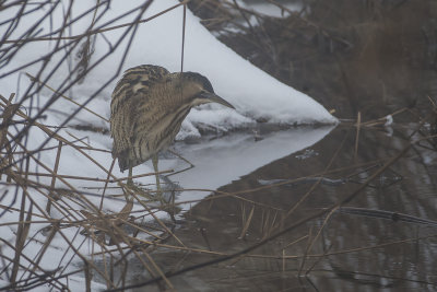 Eurasian Bittern. Rrdrum