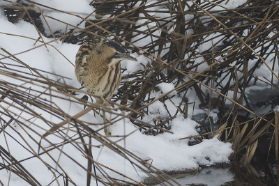 Eurasian Bittern. Rrdrum