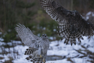 Northern Goshawk. Hnsehauk