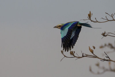 Lilac-Breasted Roller 1.jpg