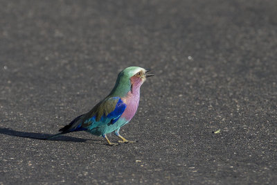 Lilac-Breasted Roller.jpg