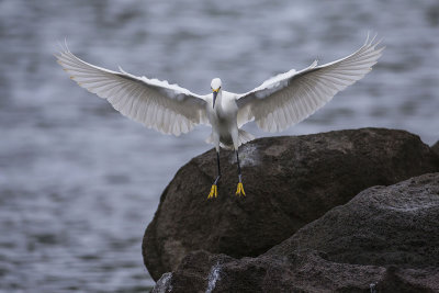 Snowy Egret