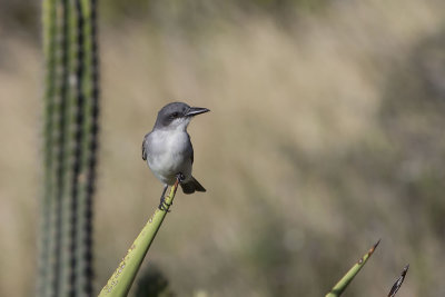 Gray Kingbird. Tyrannus dominicensis. Grkongetyrann