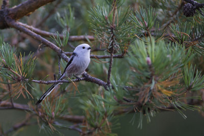 Long-tailed tit. Stjertmeis