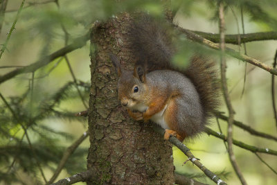 Red Squirrel. Ekorn