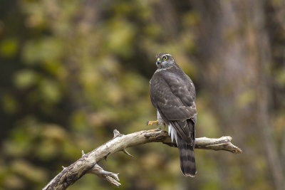 Sparrowhawk. Spurvehauk