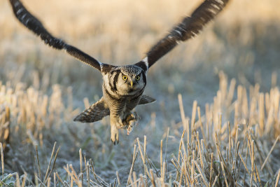 Northern Hawk Owl. Haukugle