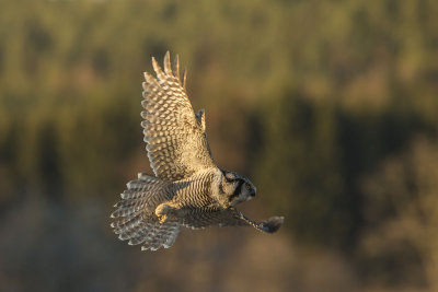 Northern Hawk Owl. Haukugle