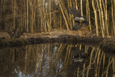 Northern Goshawk. Hnsehauk