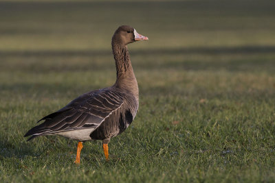 Greater white-fronted goose. Tundrags