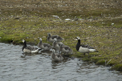 Barnacle Goose. Hvitkinngs