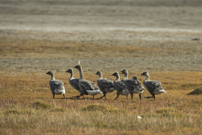 Pink-footed Goose. Kortnebbgs