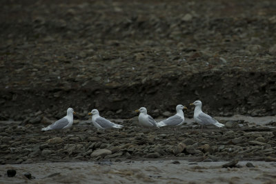 Glaucous gull. Polarmke