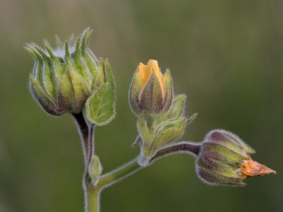 Velvet-leaf