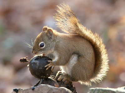 Red Squirrel with Black Walnut