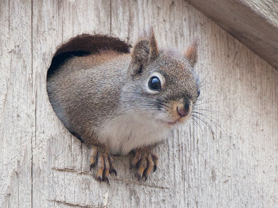 Red Squirrel in Birdhouse