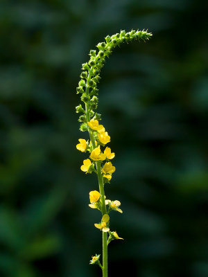 Agrimony