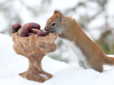 Red Squirrel with Horse Chestnuts