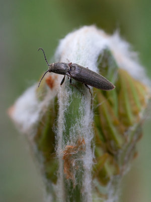 Click Beetle on Unfolding Royal Fern Frond