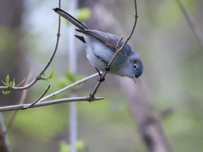 Blue-grey Gnatcatcher