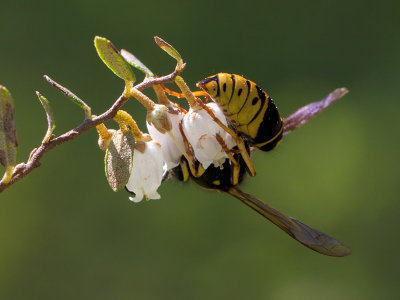 Leatherleaf with Wasp