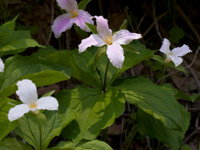 White Trillium with Four Petals and Four Leaves