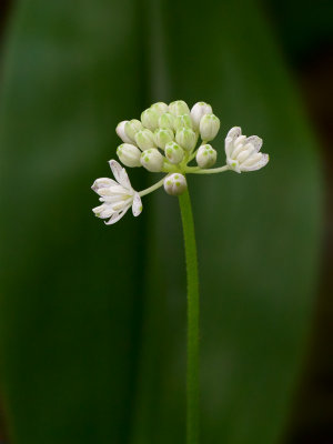 White Clintonia