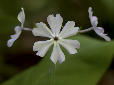 Wild Blue Phlox