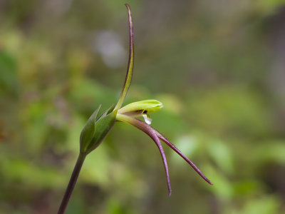 Large Whorled Pogonia Orchid