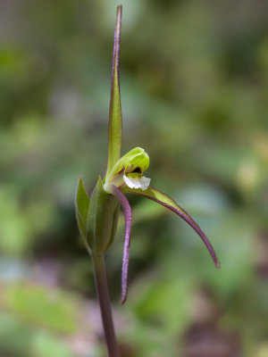 Large Whorled Pogonia Orchid