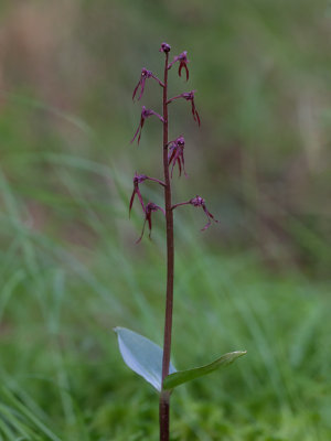 Southern Twayblade Orchid