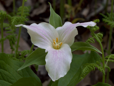 Fading White Trillium