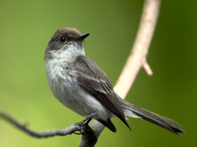 Eastern Phoebe