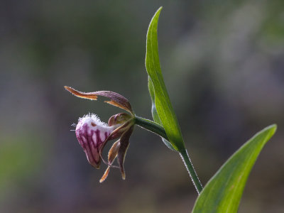 Ram's Head Lady's Slipper Orchid