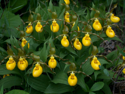 Yellow Ladys Slipper Orchids