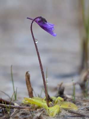 Common Butterwort