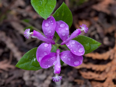 Fringed Polygala