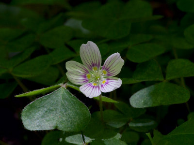 Common Wood Sorrel